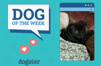 Dogster Photo Contest: Dogs of the Week Winners (A...