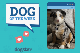 Dogster Photo Contest: Dogs of the Week Winners (A...