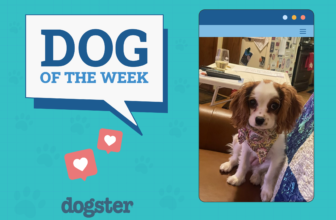 Dogster Photo Contest: Dogs of the Week Winners (A...