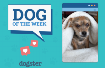 Dogster Photo Contest: Dogs of the Week Winners (A...