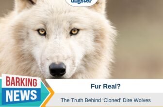 De-Extinction of the Dire Wolf