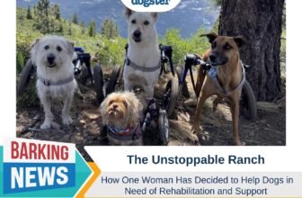 Helping Dogs in Need of Rehab & Support – D...