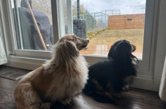 Draper and Rue’s Rainy Day Blues – Dogster