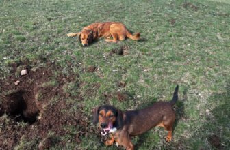 Lava, Hela & Lajka’s Mealtimes – Dogs...