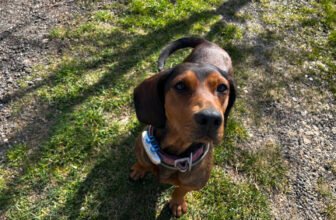 Adventure Dogs: Lajka’s Explorations – Dog...