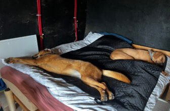 Life Lessons My Dogs Taught Me Without Even Trying