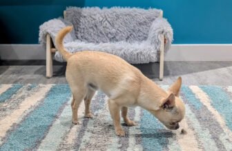 Hairballs and Spare Parts – Some of Neddy...