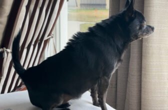 A Chihuahua’s Tale of Defense – Dogster