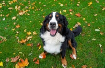 7 Vet-Approved Ways – Dogster