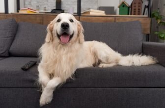 How to Get Dog Odors Out of a Couch