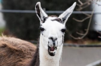 I tried the new Meta AI app: 3 unexpected features