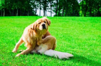 13 Vet-Approved Home Remedies to Help Your DogR...