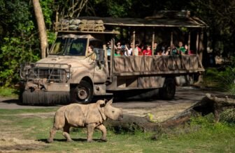 Things to do at Disney World if you don’t li...