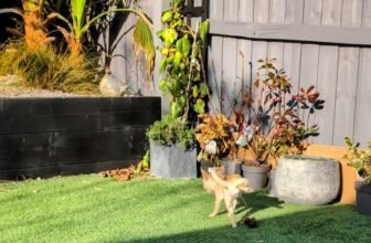 What a Complete Cock-Up – Ned Does It, Kodah Doe...