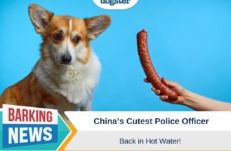 Back in Hot Water! – Dogster