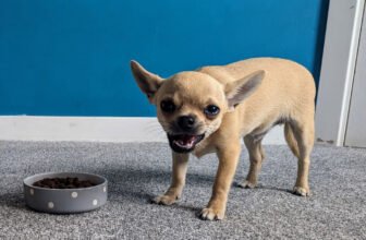 Food Fights With Fred – Dogster