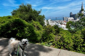 Tours by Gizmo – Dogster