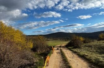 Dating with Dogs: A Recipe For Disaster