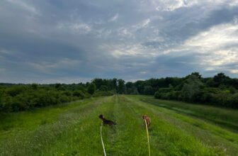 A Tale of Tangles – Dogster