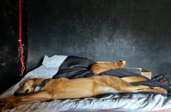 Rearranging My House (and Life!) Around My Dogs: F...