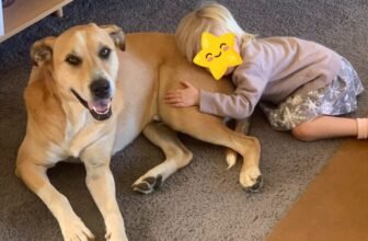 Dogs & Toddlers: Rosa’s & Mac’s Best H...