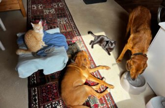 One Big Happy Family – Dogster