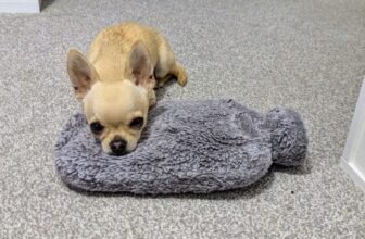 The Chihuahua & the Waterbed: Ned Floats Off t...