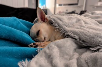 Naptime Ned vs Bedtime Ned – Dogster