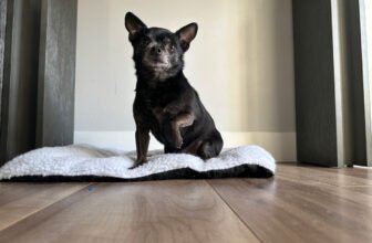 Ceiling Fans, Wind & Sudden Running: Things th...