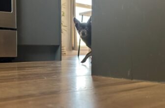 Tiny Leg Stampede: Subi the Snack Sentinel