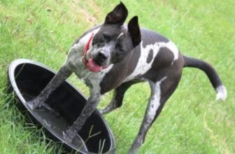 Urgent Appeal: Six Texas Dogs in Need of Furever H...