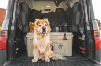 15 Vet-Approved Essentials – Dogster