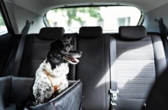 12 Vet-Approved Tips for Traveling in a Car With a...