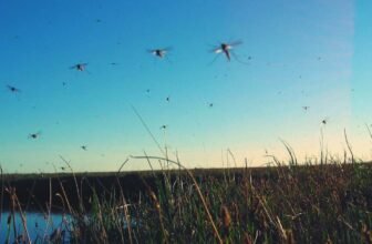 Get Rid of Mosquitoes With These Two Methods (That...