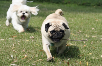 Use These Apps to Make Extra Money by Letting Dogs...