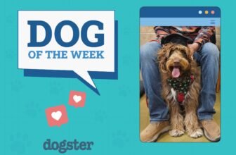 Dogster Photo Contest: Dogs of the Week Winners (J...