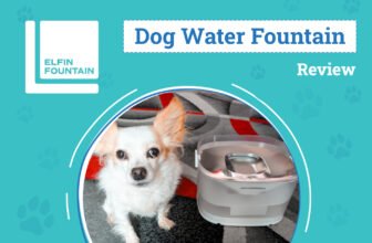 Keep Your Pet Hydrated All Day Long – Dogster