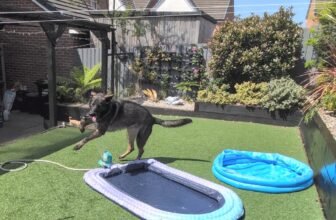 You Can’t Keep A Good Dog Down – Kodah’s...