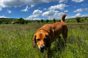 Lava’s Recent Adventure – Dogster