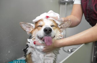 Wondering How Often to Bathe a Dog? It Depends on ...