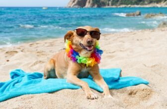 23 Summer Essentials for Dogs to Keep Your Pup Saf...