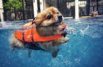 10 Best Dog Life Jackets for Your Pup in 2025
