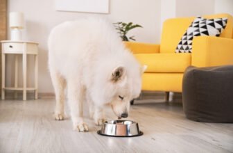 How Many Calories Should My Dog Eat? Vet-Recommend...