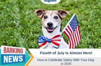 How to Celebrate Safely With Your Dog – Dogster