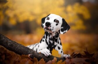 Ready-made stem cell therapies for pets could be c...