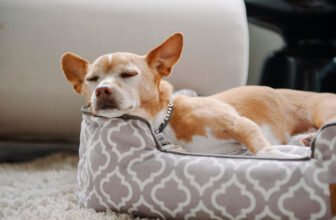 How to Find the Best Dog Bed – P.L.A.Y.