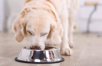 10 Best Vet-Recommended Dog Foods in 2025 (Vet Ans...