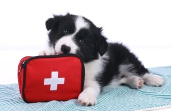 9 Best Dog First Aid Kits in 2025