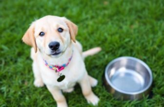 A Beginner’s Guide – The Dogington Post