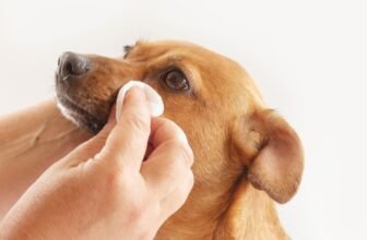8 Best Eye Wipes for Dogs In 2025